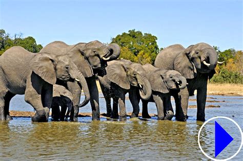 african wildlife cam|Tembe Elephant Park